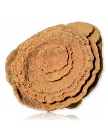 Fossile de Stromatolite du Maroc