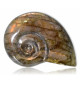 Escargot en Labradorite