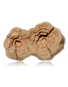 Fossile de Stromatolite du Maroc