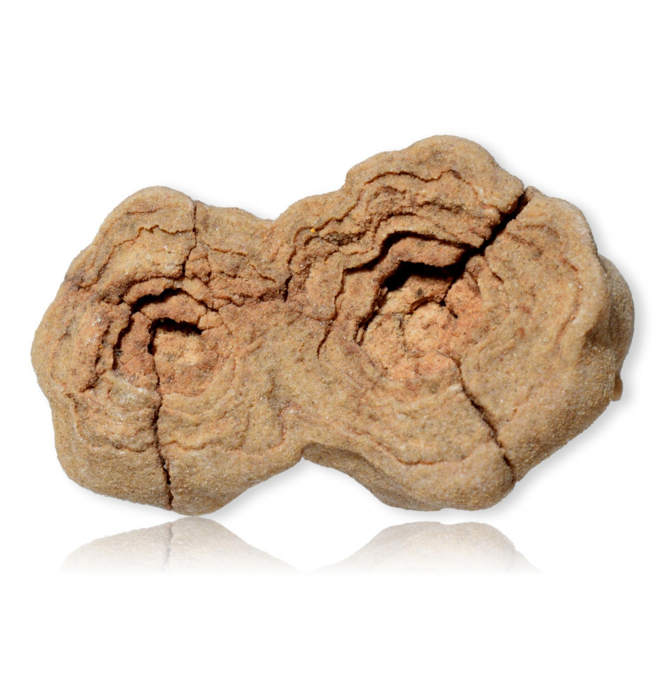 Fossile de Stromatolite du Maroc