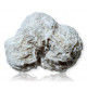 Rose des sables