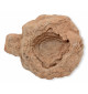 Fossile de Stromatolite du Maroc