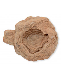Stromatolite du Maroc