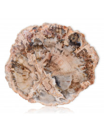 Tranche de bois fossilisé 