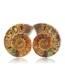 Ammonite polie