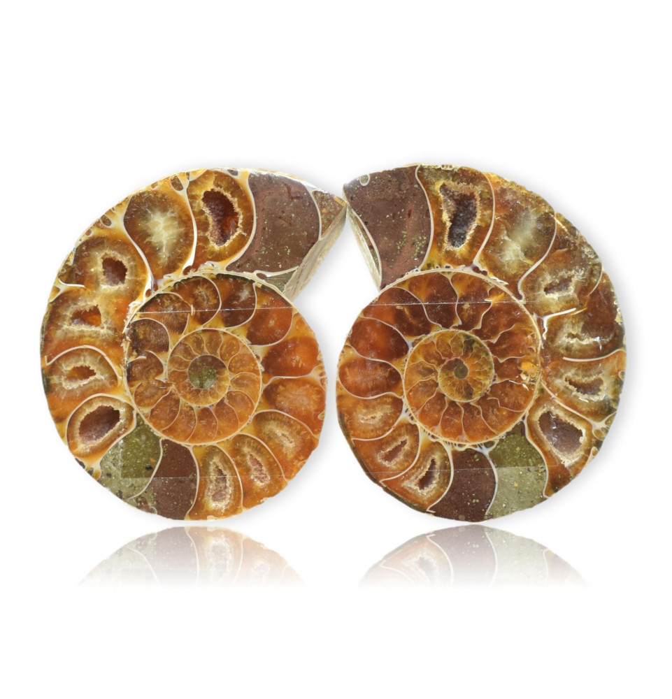 Ammonite polie