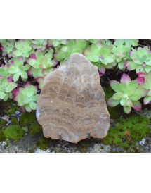 Aragonite brute