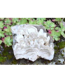 Aragonite brute