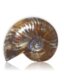 Ammonite irrisée polie