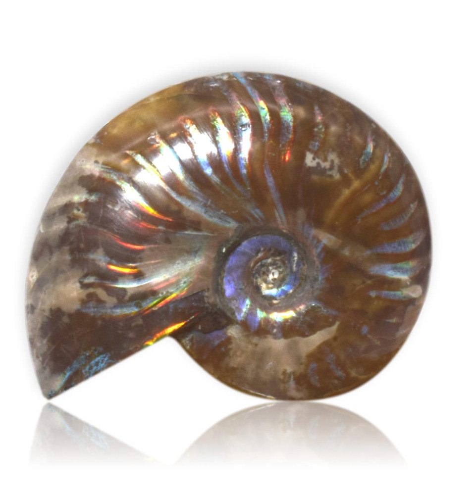Ammonite irrisée polie