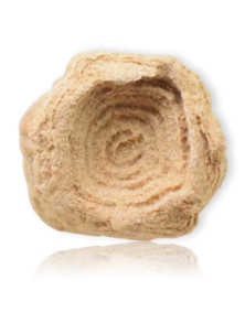 Fossile de Stromatolite du Maroc