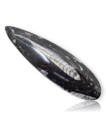 Orthoceras la trouvaille