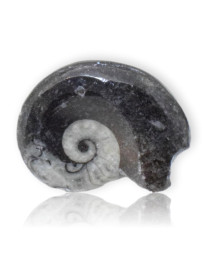 Ammonite polie
