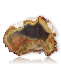 Tranche de bois fossilisé