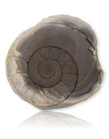 Ammonite polie
