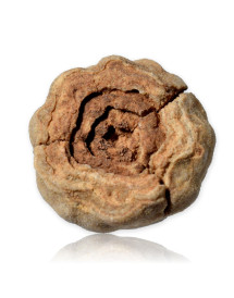 Fossile de Stromatolite du Maroc