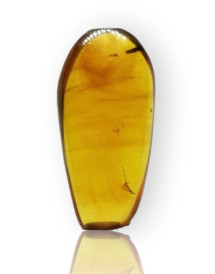 Ambre avec inclusions