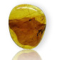Ambre avec inclusions