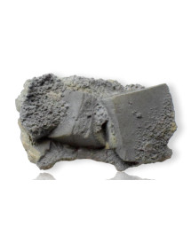 Conservation des fossiles...