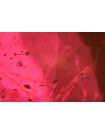 gemmologue expert Gard