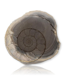 Le Polissage des Fossiles