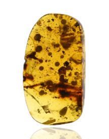 Ambre avec inclusions
