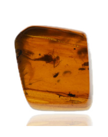 Ambre avec inclusions