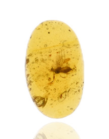 Ambre avec inclusions