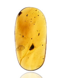 Ambre avec inclusions