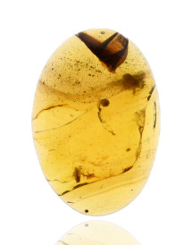 Ambre avec inclusions