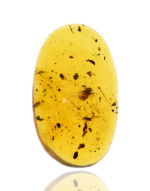 Ambre avec inclusions