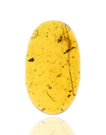 Ambre avec inclusions