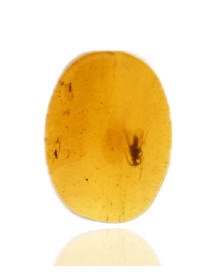 Ambre avec inclusions