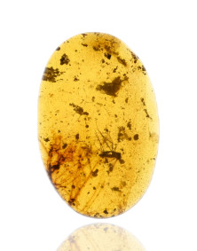 Ambre avec inclusions