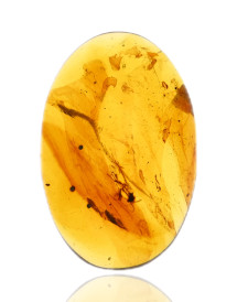 Ambre avec inclusions