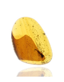 Ambre avec inclusions