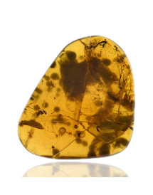 Ambre avec inclusions