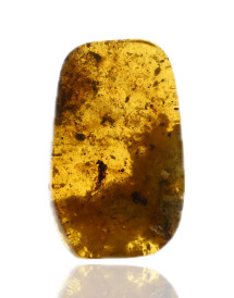 Ambre avec inclusions