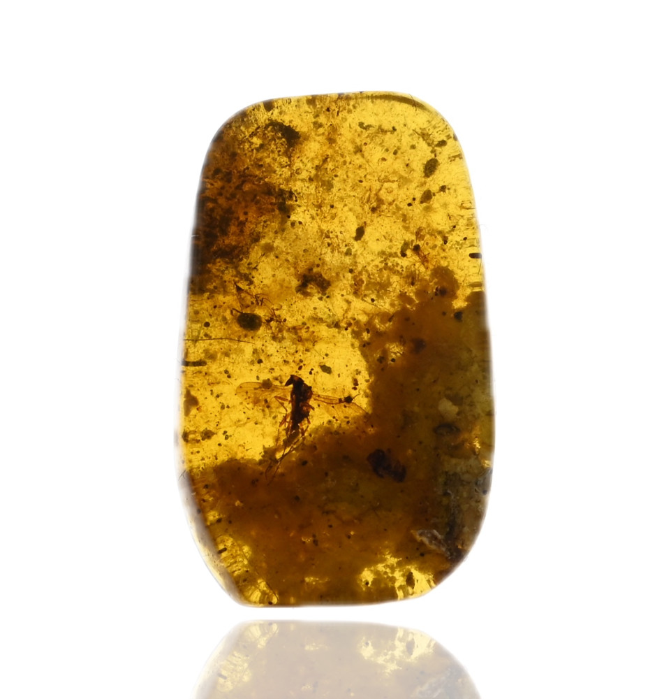 Ambre avec inclusions Ambre avec inclusions