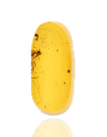 Ambre avec inclusions