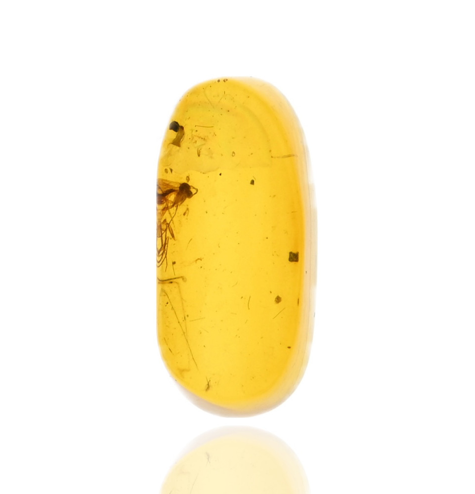 Ambre avec inclusions Ambre avec inclusions