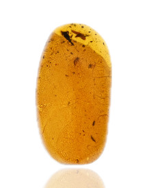 Ambre avec inclusions