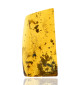 Ambre avec inclusions