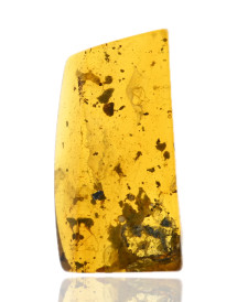 Ambre avec inclusions