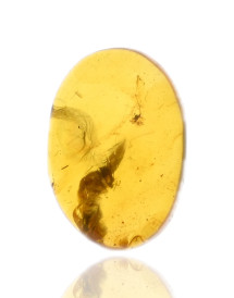Ambre avec inclusions