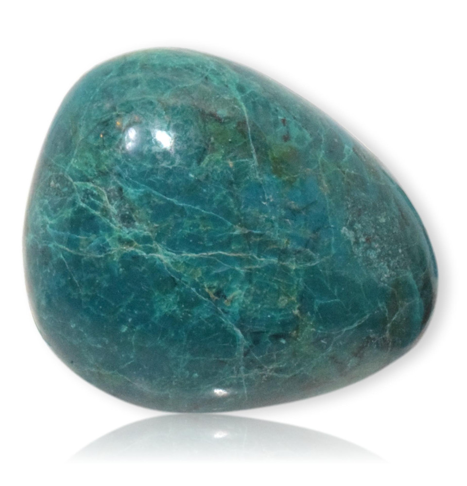 Chrysocolle polie