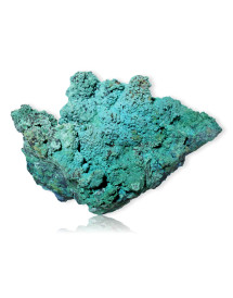 Chrysocolle polie