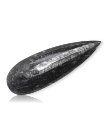 Orthoceras