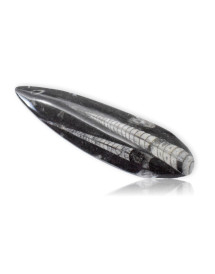 Orthoceras