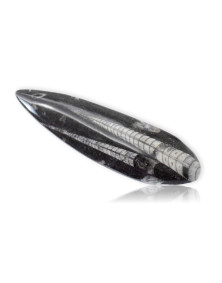 Orthoceras